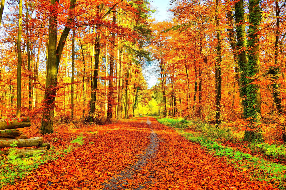 Golden Autumn Path in the Forest